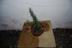 رومارن , اکلیل الجبل، حصالبان، حصالبان اکسیر ، Common Rosemary, Moorwort , Herb of memory
